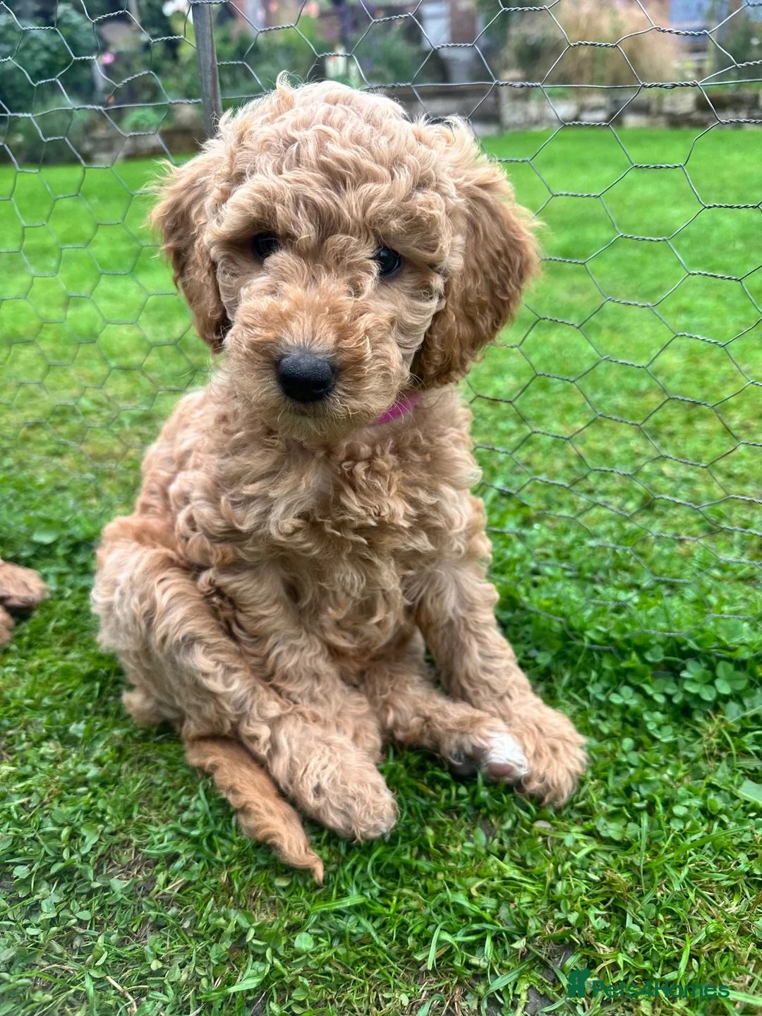 Mini Goldendoodle dogs for sale: Home bred miniature Goldendoodles - Advert 1