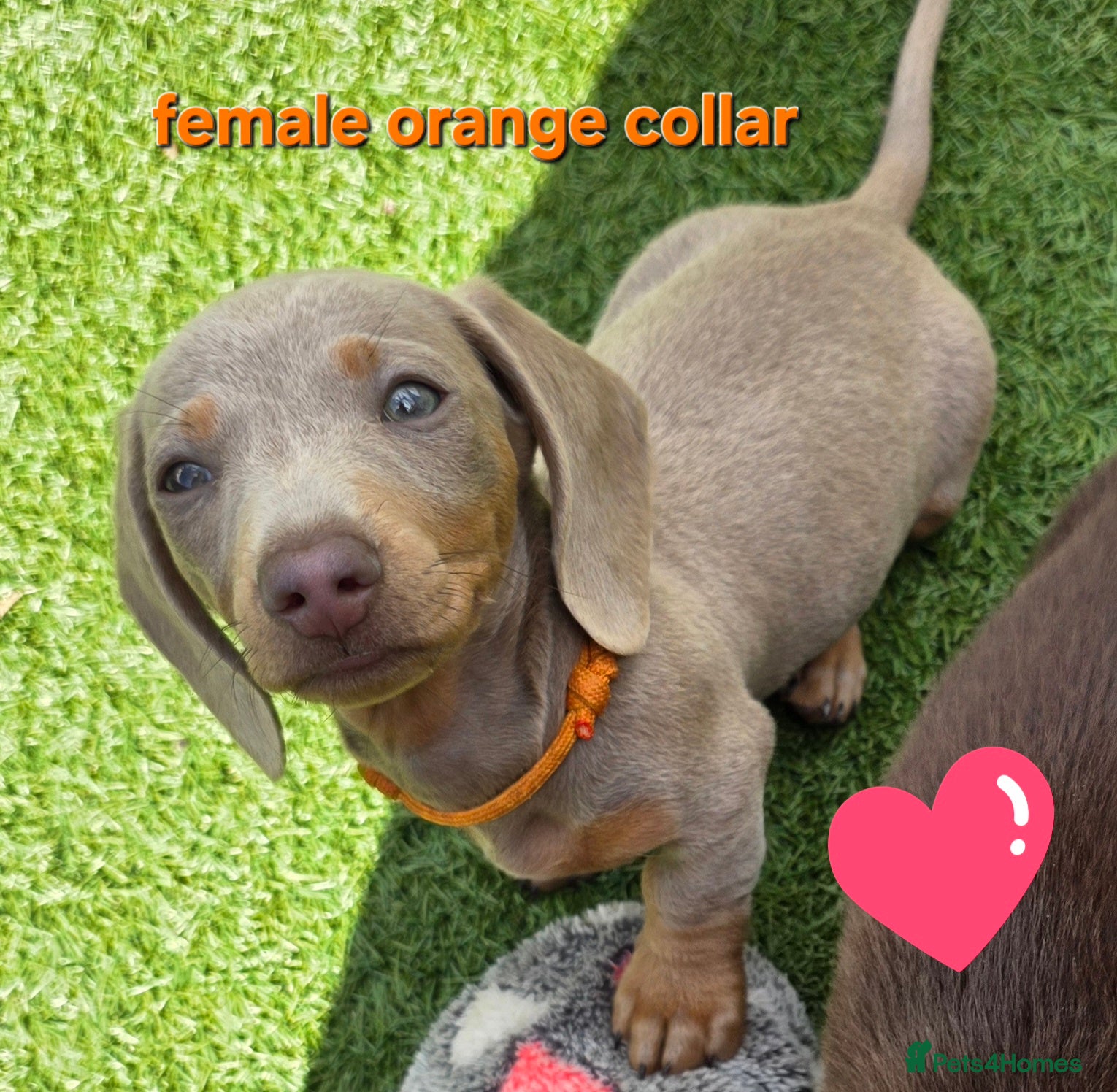 Dachshund dogs READY NOW! Adorable #daschound isabella choc 🐾 - Advert 5