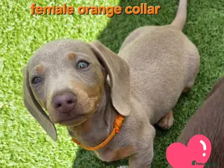 Dachshund dogs READY NOW! Adorable #daschound isabella choc 🐾 - Advert 5
