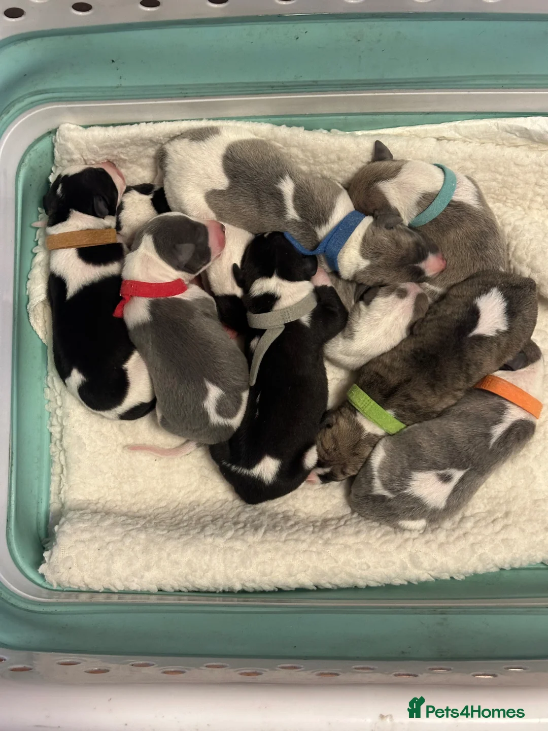 Whippet dogs for sale: KC Whippet Puppies Champion Sired Ready June  - Advert 2