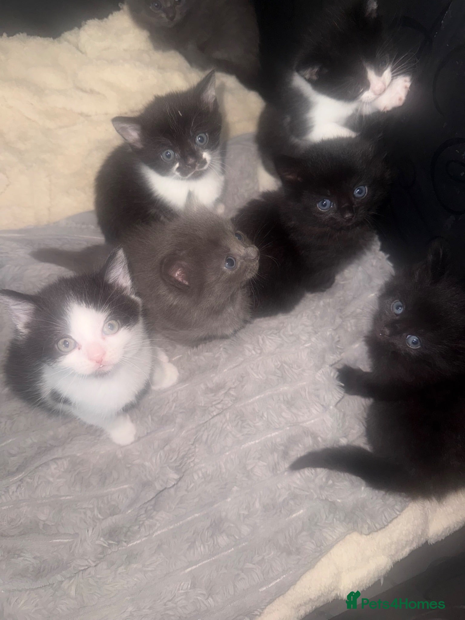 Mixed Breed cats Beautiful half rag doll kittens  - Advert 6
