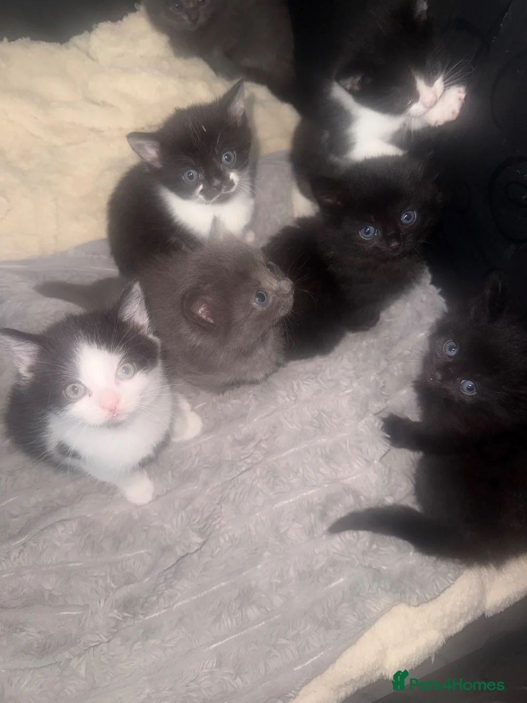 Mixed Breed cats for sale: Beautiful half rag doll kittens  - Advert 1
