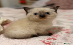 Mixed Breed cats for sale: Ragdoll X Persian kittens  - Image 5