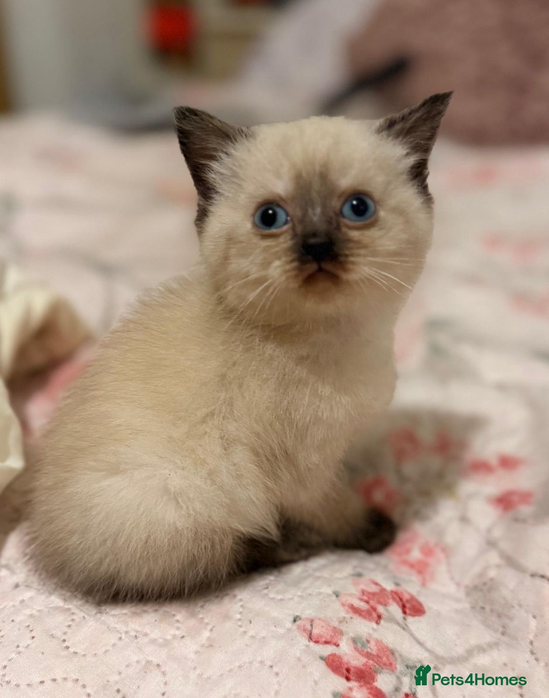 Mixed Breed cats for sale: Ragdoll X Persian kittens  - Image 5