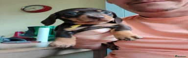 Miniature Dachshund 1