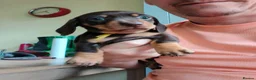 Miniature Dachshund dogs for sale: 3 stunning puppies looking for their forever homes - Advert 7