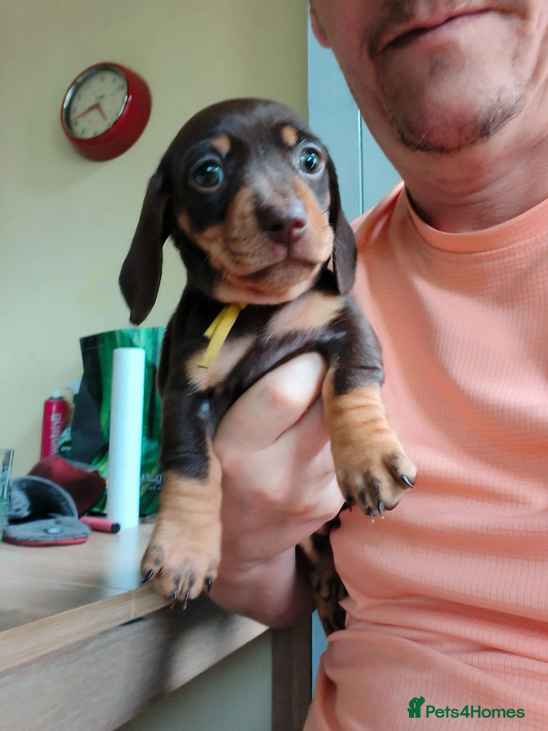 Miniature Dachshund dogs for sale: 3 stunning puppies looking for their forever homes - Advert 7