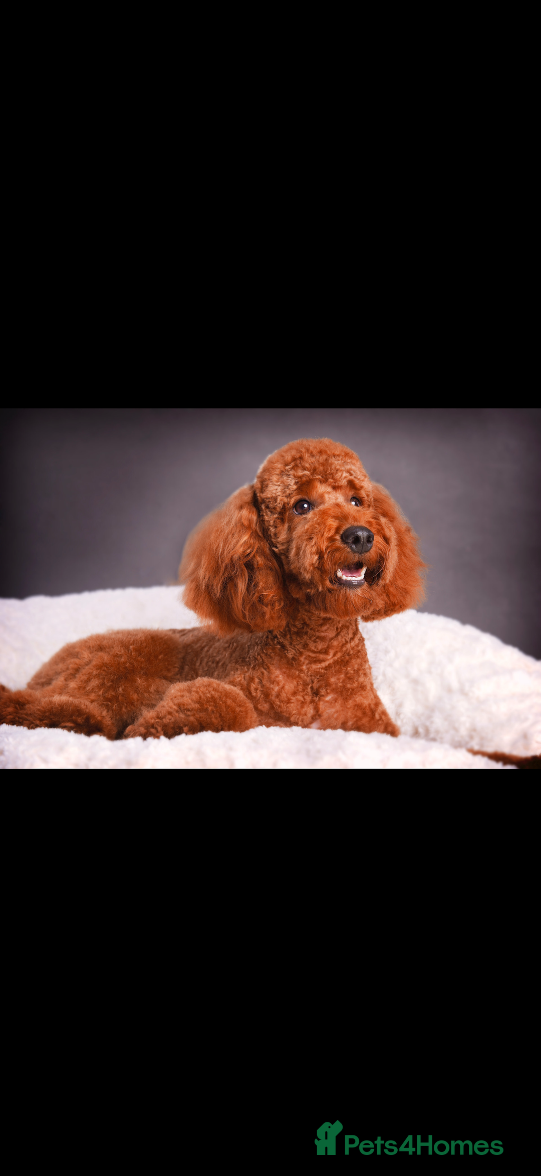 Cockapoo dogs for sale: 7 Golden Cockapoo girls - Advert 19