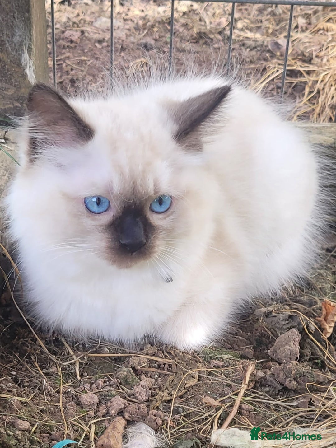 Ragdoll cats for sale: Adorable blue eyed ragdoll kittens - Image 6