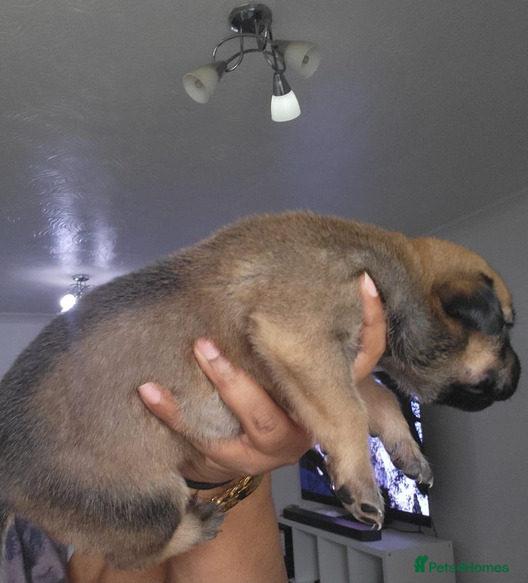 Mixed Breed dogs for sale: Beautiful Ridgeback Staffy x Rottweiler Puppies - Image 6