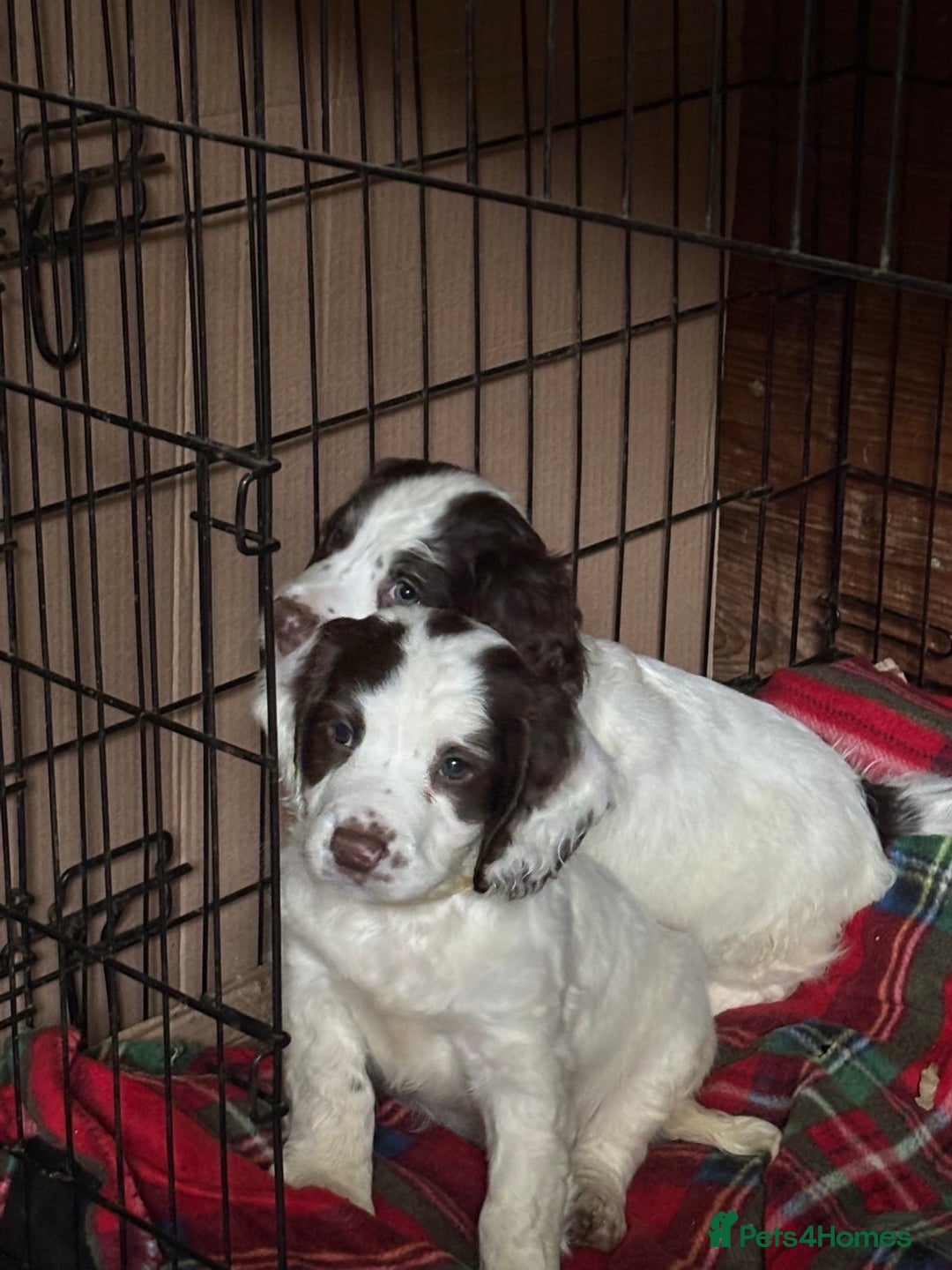 English Springer Spaniel dogs for sale: Stunning English springer spaniel puppies  - Image 7
