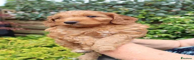 Cockapoo Puppy 4