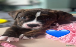 Mixed Breed dogs for sale: American Bulldog X Bernese mountain Dogs  - Image 3