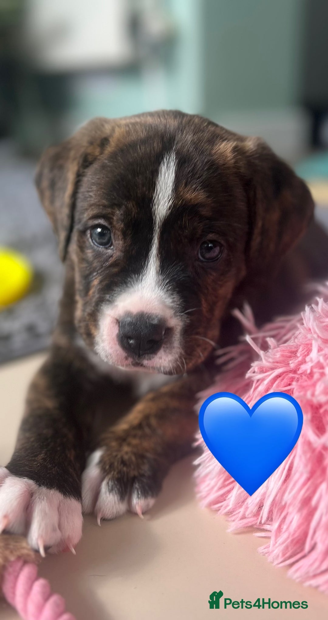 Mixed Breed dogs for sale: American Bulldog X Bernese mountain Dogs  - Image 3