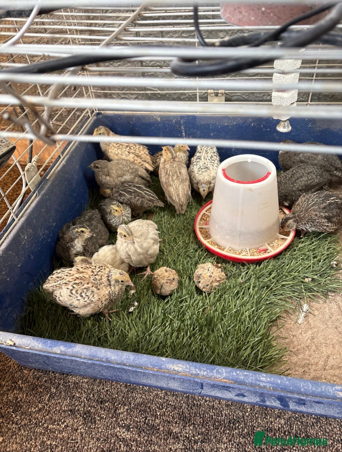 Quail poultry Coturnix Quail / English whits  - Advert 1