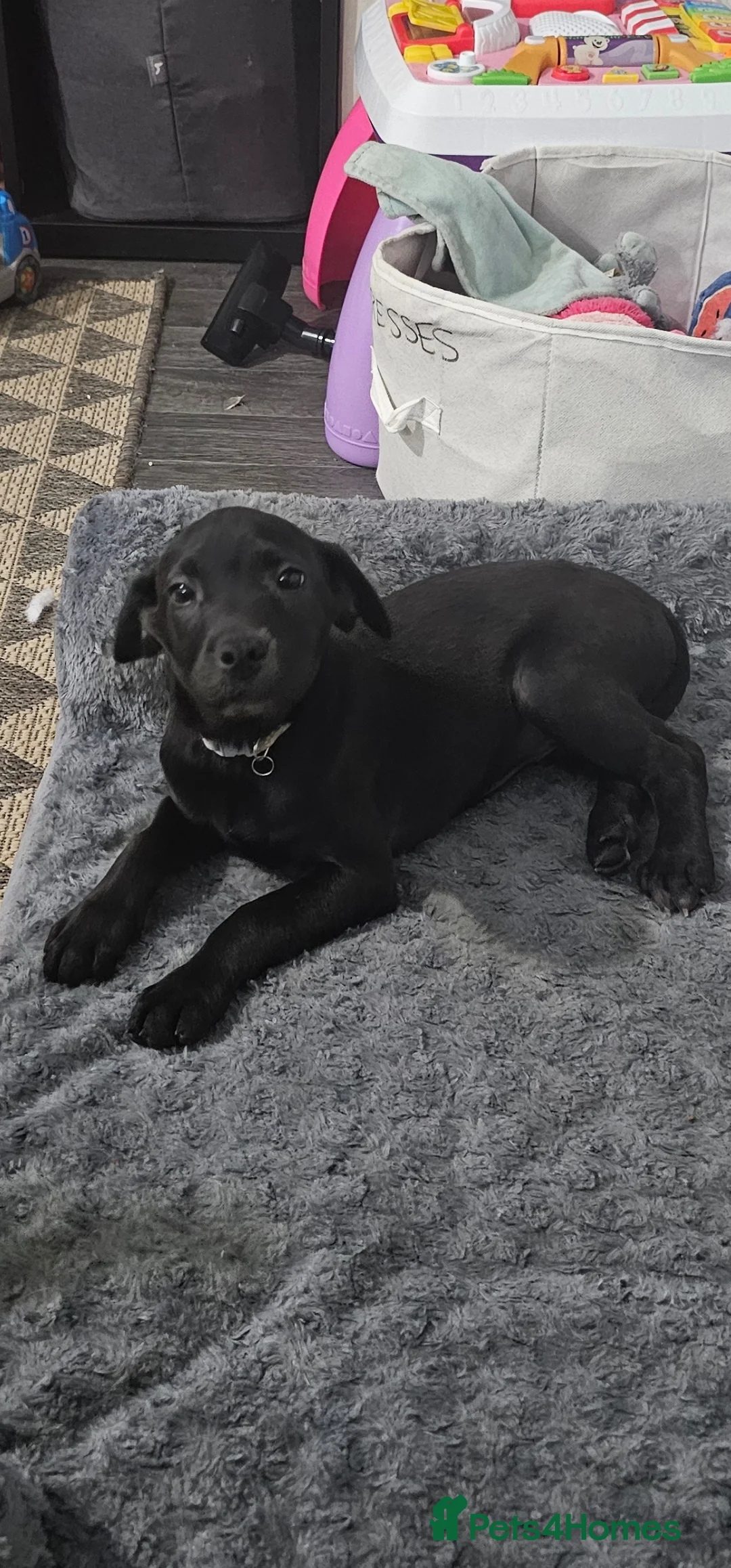 Labrador Retriever dogs for sale: Labrador retriever  - Advert 6