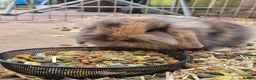 Mini Lion Lop rabbits for sale: 4 male lion lops  - Advert 7