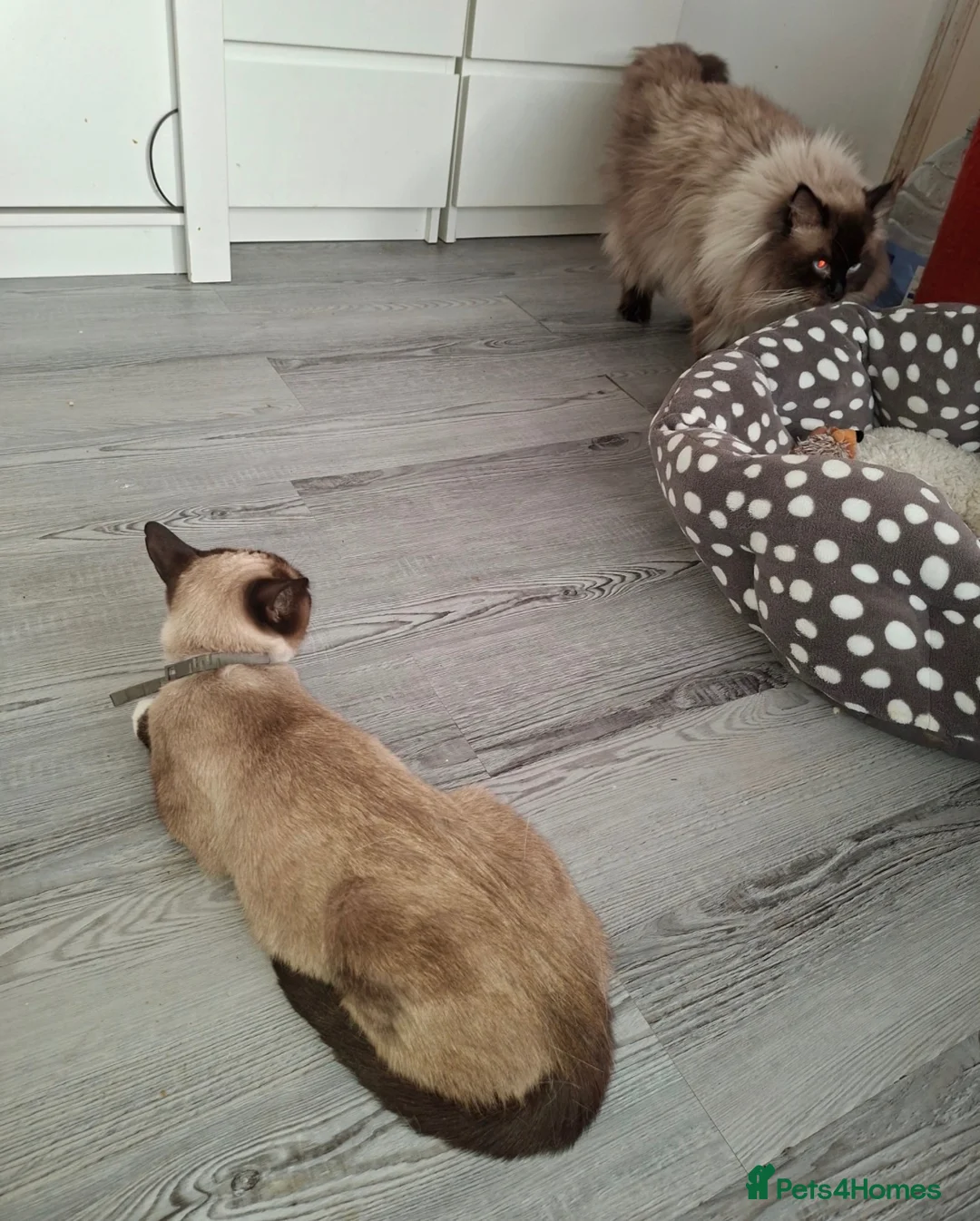 Mixed Breed cats for sale: Siamese x Ragdoll Kittens Looking for Loving Homes - Advert 2