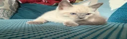 Ragdoll cats for sale: Beautiful Fluffy Seal-Point Ragdoll - Advert 2