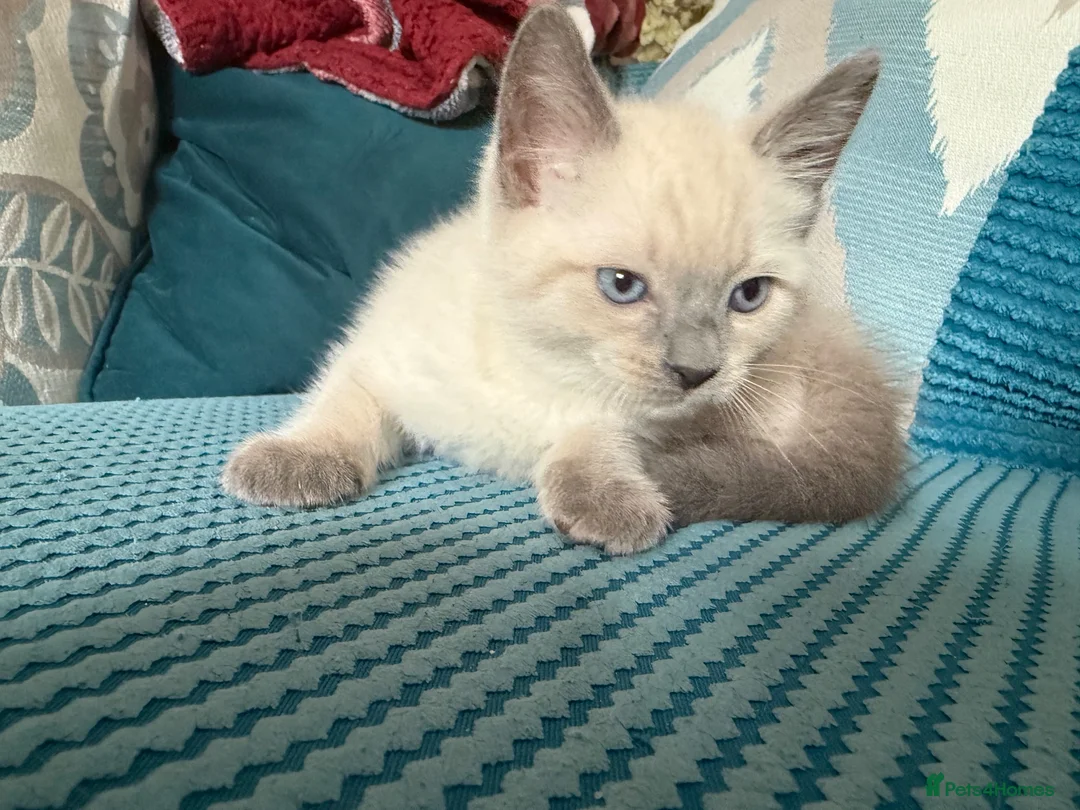 Ragdoll cats for sale: Beautiful Fluffy Seal-Point Ragdoll - Advert 2
