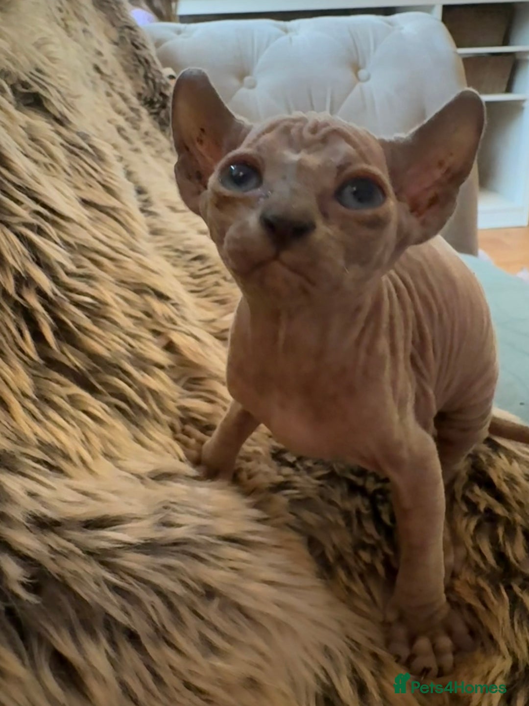 Sphynx cats for sale: 🖤 Sphynx Kittens for Sale – Ready August 🐾 - Image 10