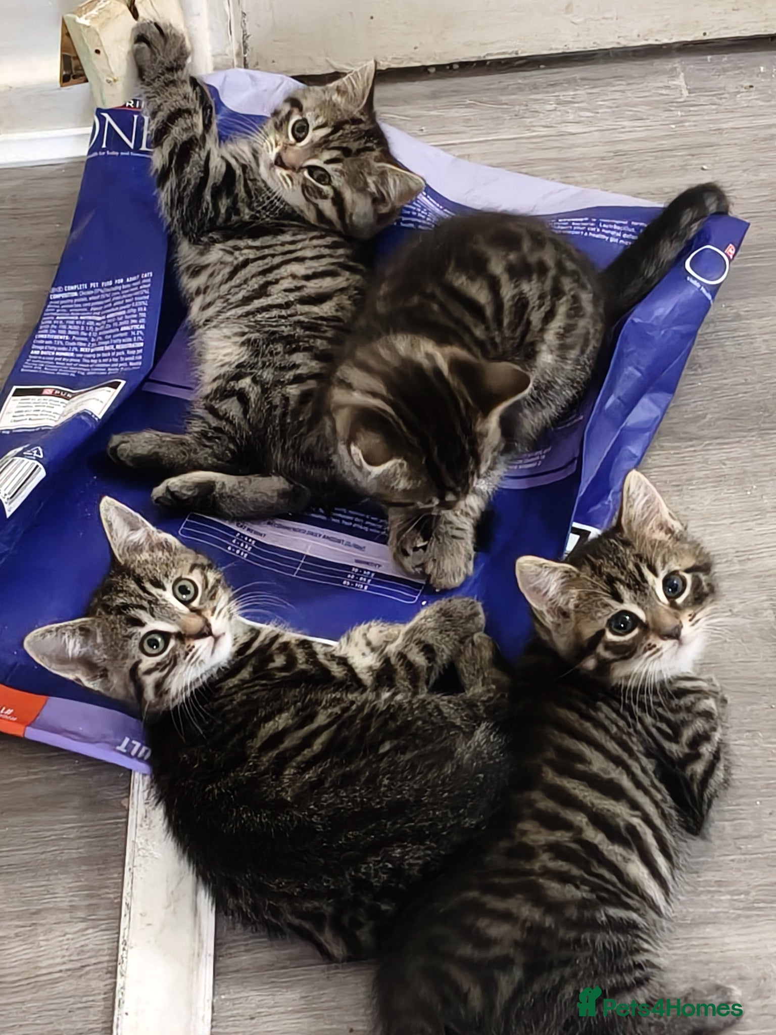 Bengal cats Kittens - Advert 1