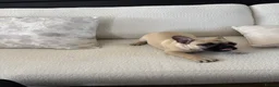 French Bulldog dogs for sale: Fawn Female french bulldog in Kirkcaldy - Advert 6