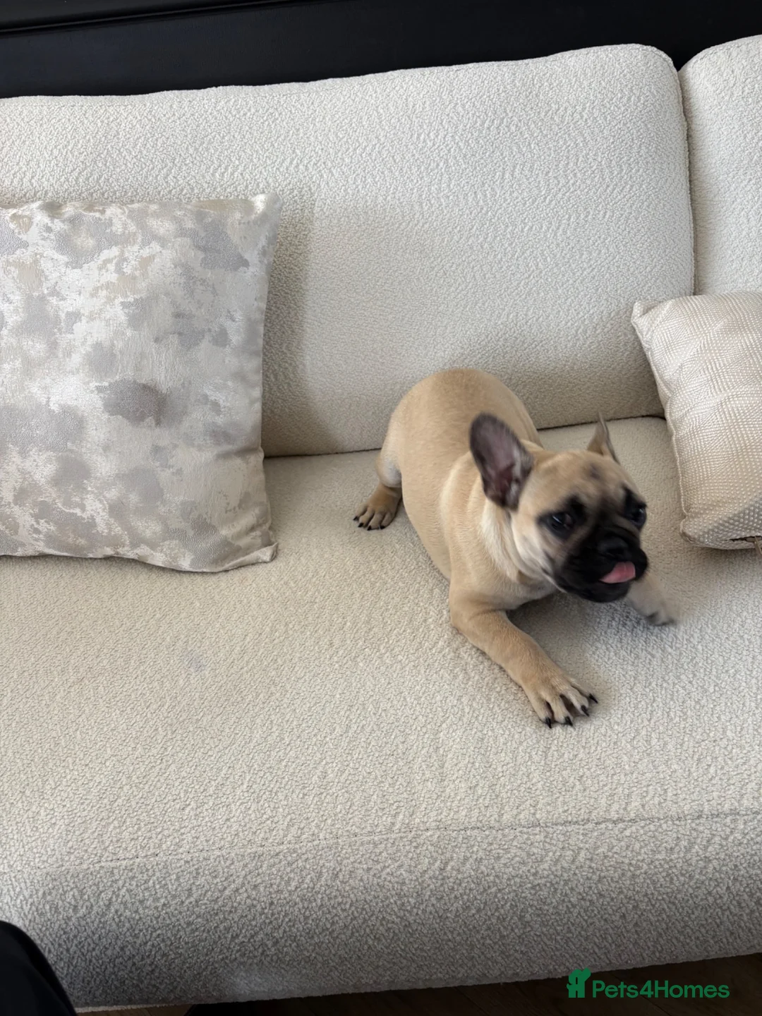 French Bulldog dogs for sale: Fawn Female french bulldog in Kirkcaldy - Advert 6