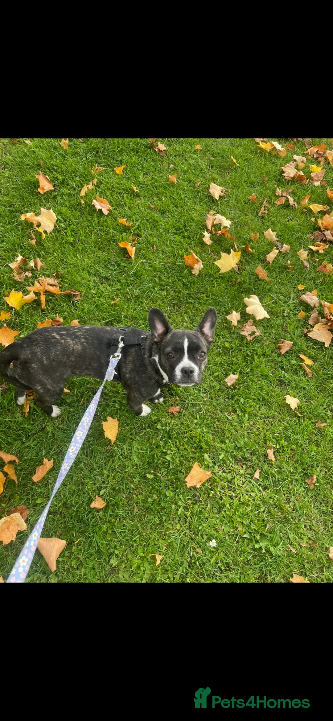 Mixed Breed dogs for sale: Beautiful French bulldog mix jackaranian - Advert 7