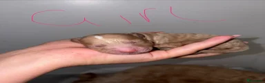 Cockapoo Puppy 5