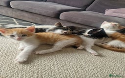 British Shorthair cats for sale: Six Gorgeous Kittens Available From Next Week - Image 33