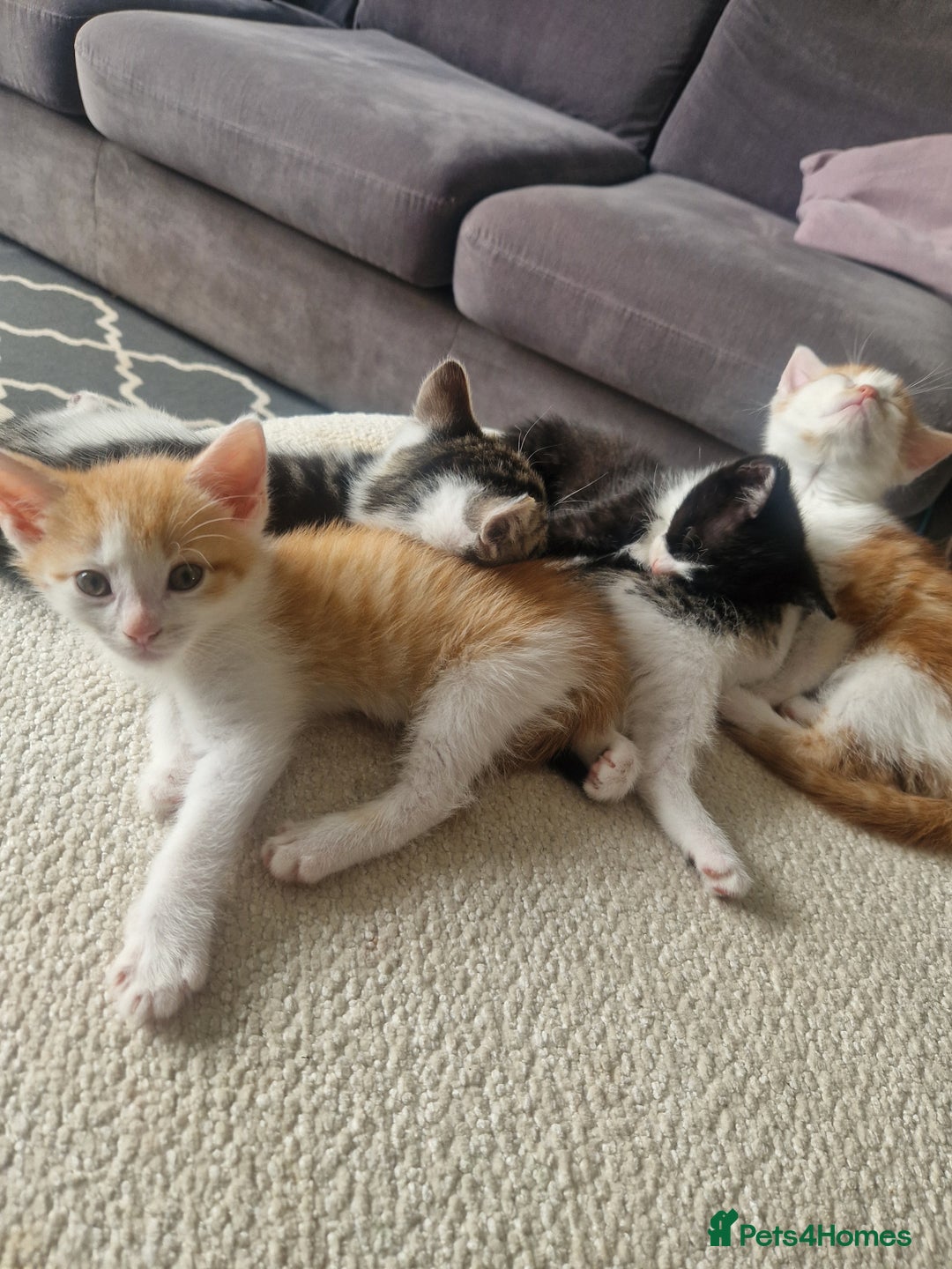 British Shorthair cats for sale: Six Gorgeous Kittens Available From Next Week - Image 33