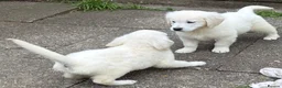 Golden Retriever dogs for sale: Super, chunky cream Goldie pups - Advert 9