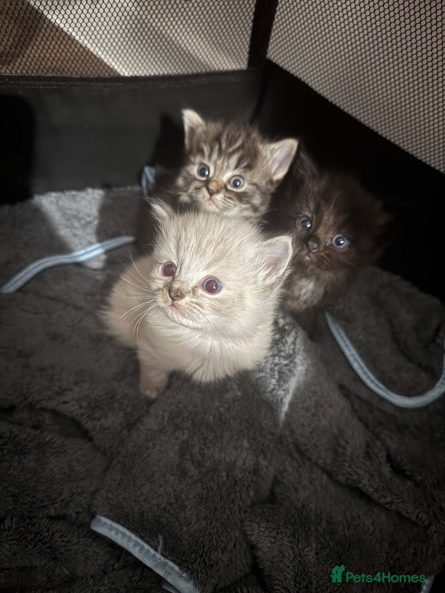 Mixed Breed cats Ragdoll x Persian  - Advert 20