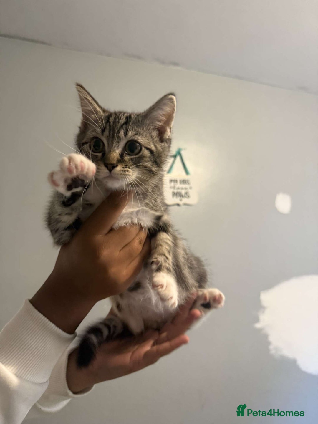 Ragdoll cats for sale: Ragdoll x bengal //// bengal x tabby - Image 34