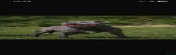 Staffordshire Bull Terrier dogs for sale: Champions blood line Blue Staffordshire Terrier - Advert 2