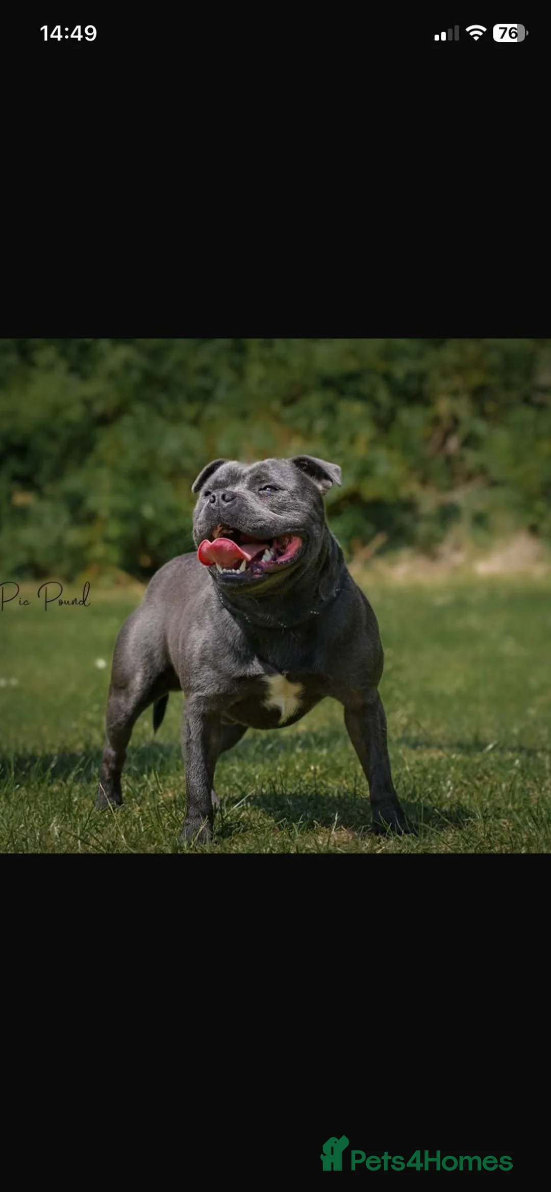 Staffordshire Bull Terrier dogs for sale: Champions blood line Blue Staffordshire Terrier - Advert 2
