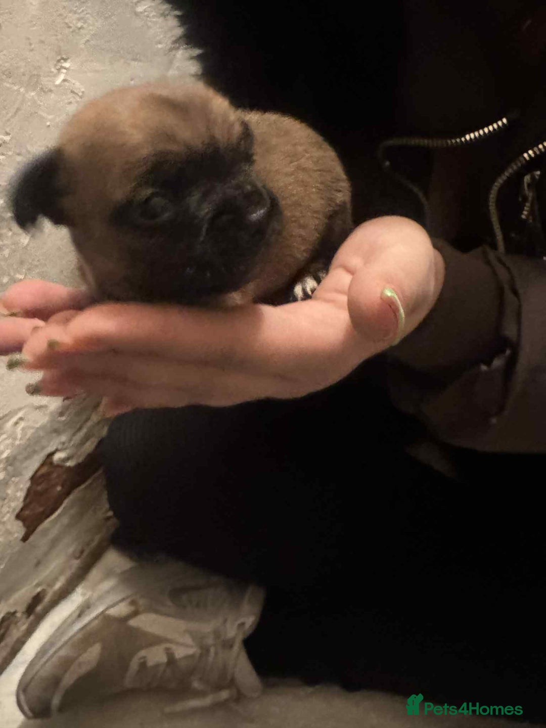 Chihuahua dogs for sale: Chihuahua girl pups  - Image 23