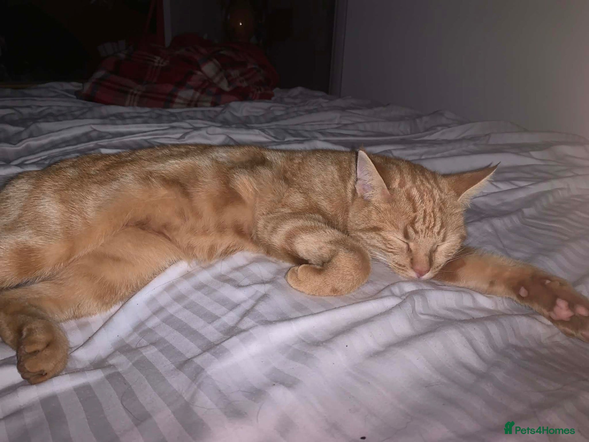 Mixed Breed cats Ginger kittens  - Advert 1