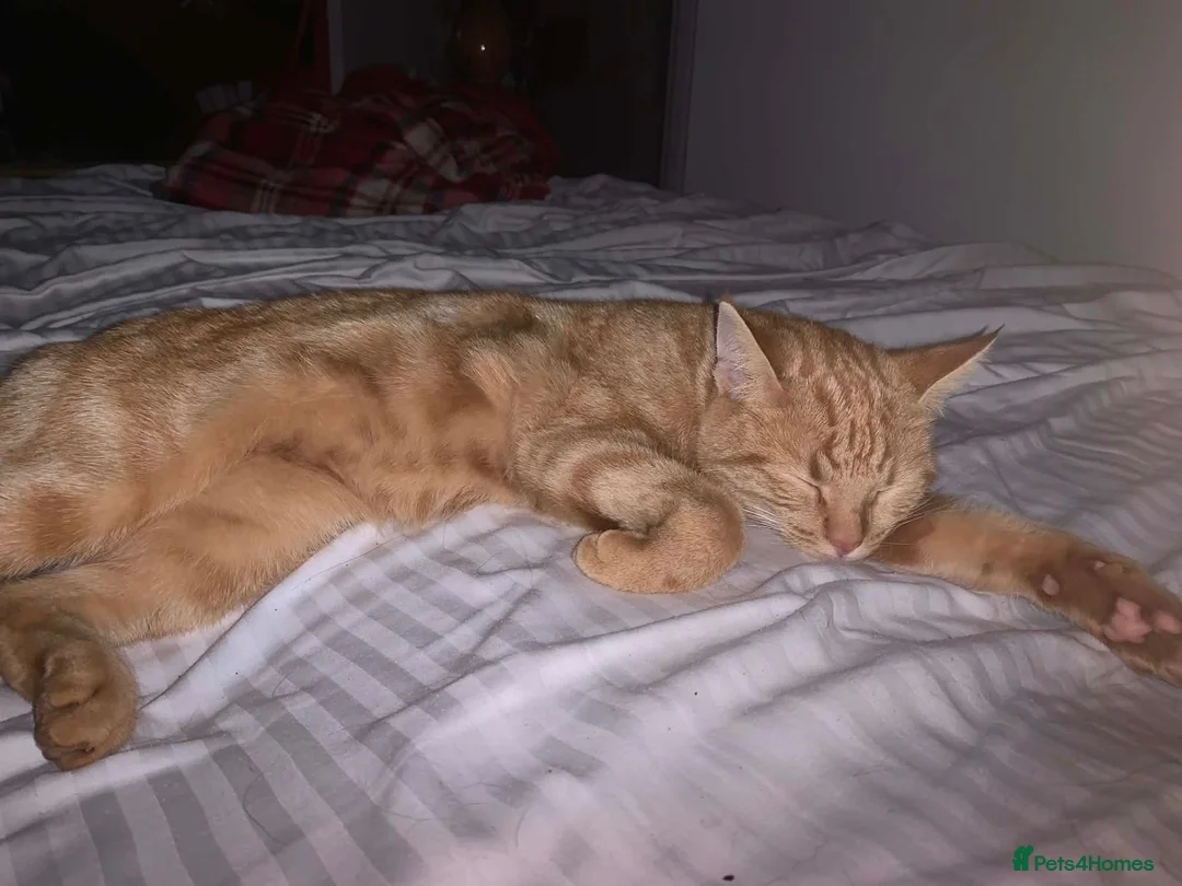 Mixed Breed cats for sale: Ginger kittens  in Bude - Advert 1