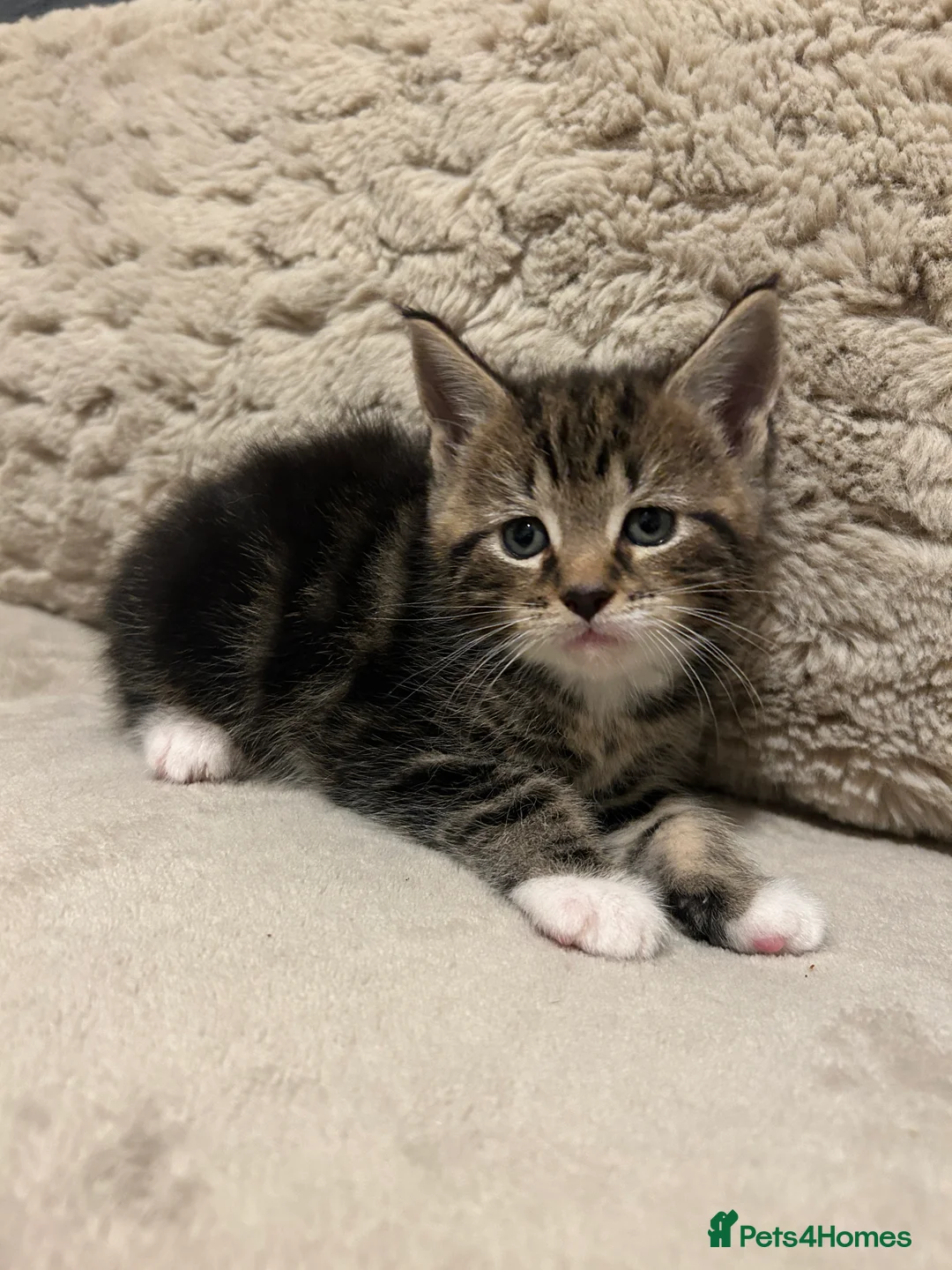 Maine Coon cats for sale: Maine Coon Kitten  - Advert 16