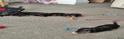 Dachshund dogs for sale: Beautiful Miniature Dachshunds  - Advert 3