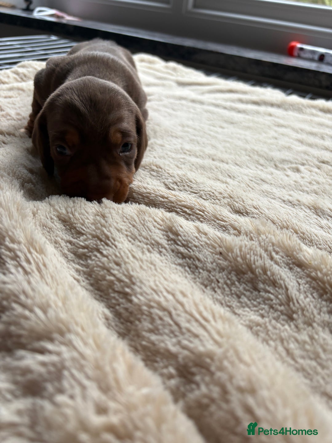 Dachshund dogs for sale: Standard dachshund puppies  - Advert 8