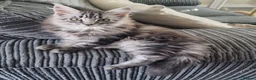 Maine Coon cats for sale: Reduced Beautiful GCCF maine coon kittens  - Advert 1