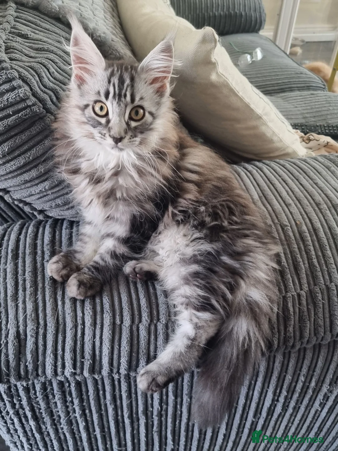 Maine Coon cats for sale: Reduced Beautiful GCCF maine coon kittens  - Advert 1