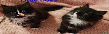 Mixed Breed 3