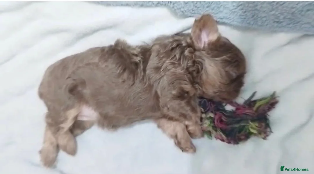 French Bulldog dogs for sale: New shade  **  fluffy /floodle producers  in Burton-on-Trent - Advert 3