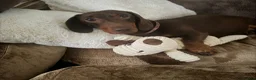 Dachshund dogs for sale: Stunning miniature dachshunds - Advert 4