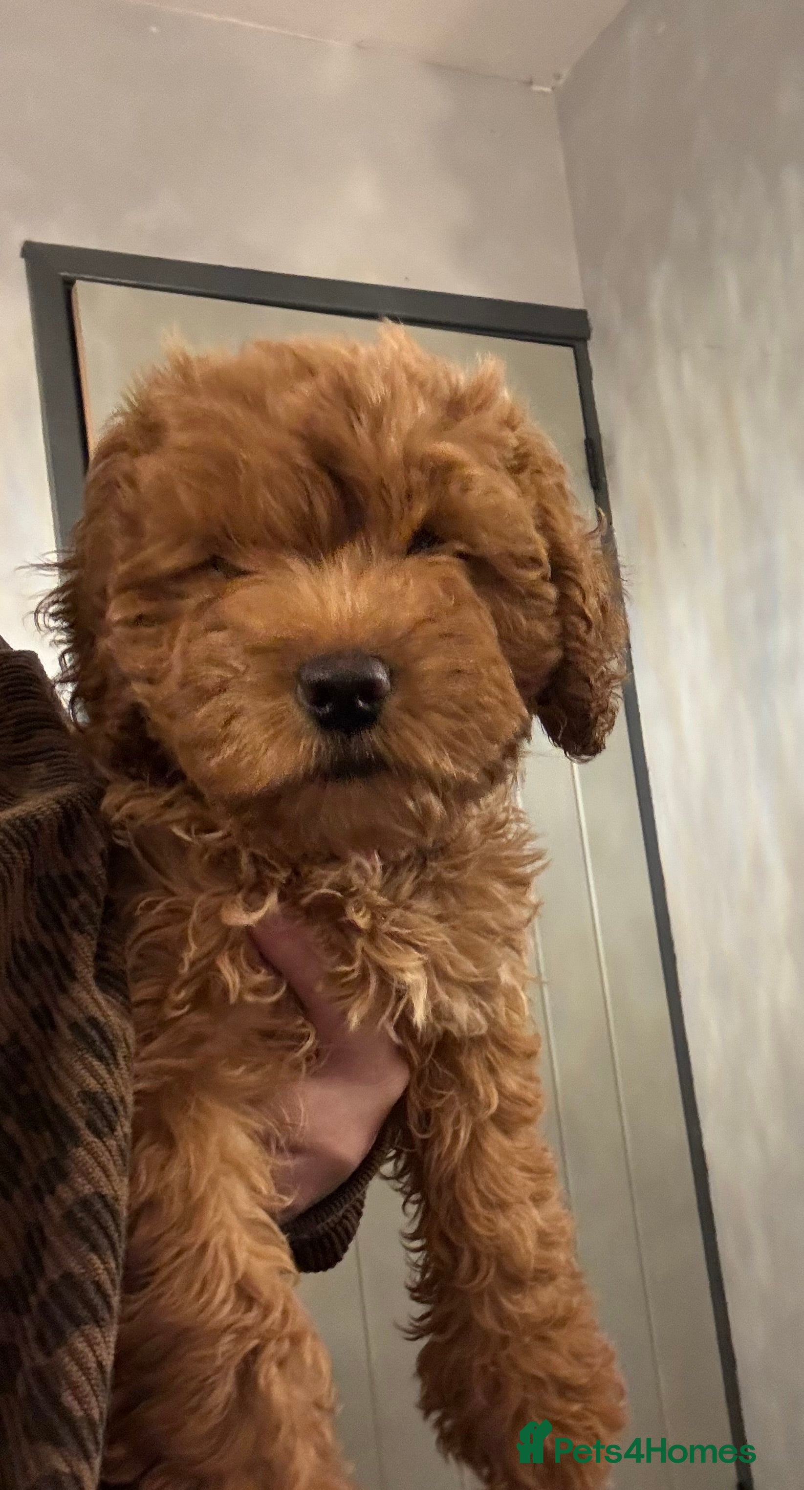 Cockapoo dogs 1 Girl left - READY TO LEAVE. - Advert 3