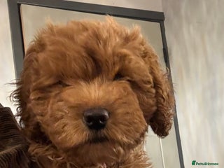 Cockapoo dogs 1 Girl left - READY TO LEAVE. - Advert 1